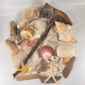 Seashells Driftwood Craft Beach Ocean Treasures Nautical Aquarium Mixed Lot
